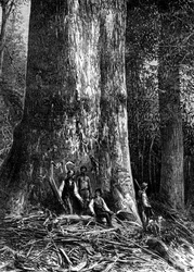 Olbrzymi eukaliptus, Australia, 1886 r.