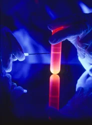 Ekstrakcja nukleotydów RNA z plastikowej probówki wirówkowej.
