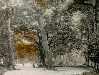 Stuletnie drzewa w parku Shimogamo, Kioto, około 1900-1915 (zdjęcie)