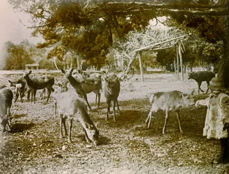 Daniel na wolności w Nara, około 1900-1915 r. (zdjęcie)