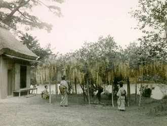 Kwitnąca glicynia w Nagaoka - Kyo w Kioto około 1900-1915 r. (zdjęcie)