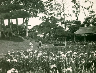 Ogród irysów Horikiri Shōbu-en w Tokio, około 1900-1915