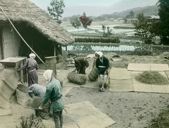 Chłopi orzący ryż na skraju pól ryżowych w Japonii, około 1900-1915 r. (zdjęcie)