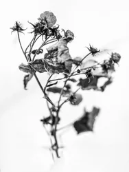 Wśród kwiatów 10, 2021 (zdjęcie czarno-białe)