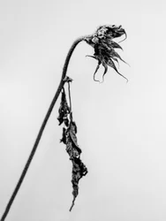 Wśród kwiatów 15, 2021 (zdjęcie czarno-białe)