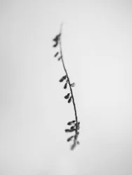 Wśród kwiatów 22, 2021 (zdjęcie czarno-białe)