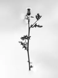 Wśród kwiatów 48, 2021 (zdjęcie czarno-białe)