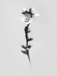 Wśród kwiatów 55, 2021 (zdjęcie czarno-białe)