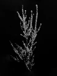 Wśród kwiatów 56, 2021 (zdjęcie czarno-białe)