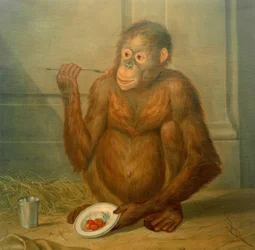 Orangutan jedzący truskawki