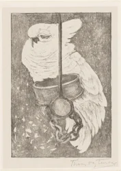Biała kakadu