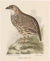 Kuropatwa (francolinus jugularis)