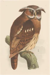 Sowa na gałęzi (bubo lettii)