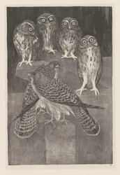 Cztery małe sowy i dwie pustułki Animal Studies (oryginalny tytuł serii)