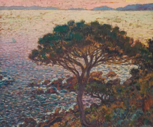 Cap Bénat, sosna na wybrzeżu