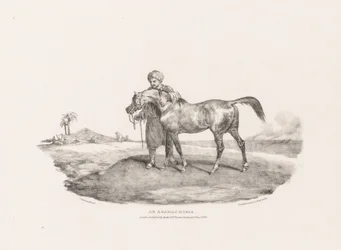 Koń arabski