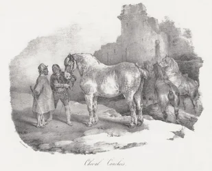 Cheval Cauchois (rdzenna rasa koni z Caux w Normandii)