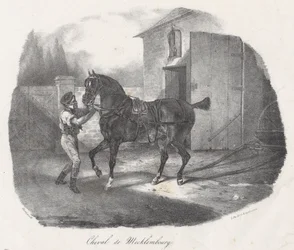 Koń z Meklemburgii (A Mecklembourg Horse)