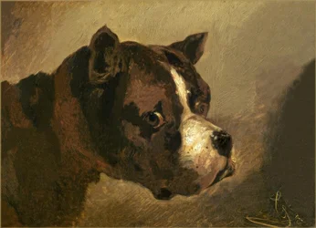 Głowa buldoga
