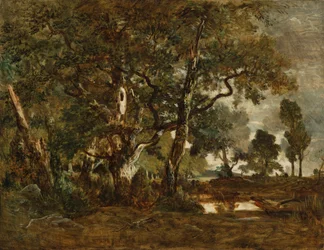 Las Fontainebleau, skupisko wysokich drzew z widokiem na równinę Clair-Bois na skraju Bas-Bréau