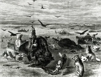 Rzeź bizonów na równinach, z Harpers Weekly 1872