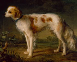 Spaniel w krajobrazie (olej)