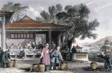 „Kultura i przygotowanie herbaty”, Chiny, 1843