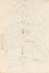 Studium drzewa nad wodą (verso)