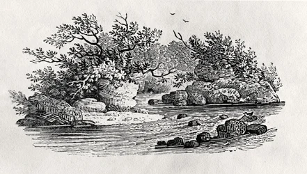 Zakole w rzece, z „Ptaków wodnych”, wydana w 1804 r. (drewno)