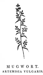 Drzeworyt przedstawiający gałązkę bylicy pospolitej, gatunku aromatycznej rośliny z rodzaju Artemisia. Drzeworyt autorstwa Thomasa Bewicka (1753-1828), angielskiego rytownika i autora historii naturalnej