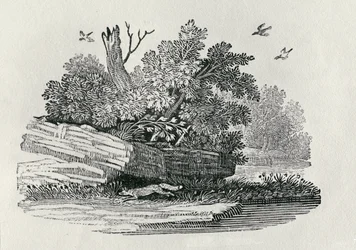 Uciekający lis, z "Historii ogólnej czworonogów", wydanej w 1790 r. (drzeworyt)