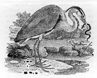 Czapla, ilustracja z „A History of British Birds” Thomasa Bewicka, po raz pierwszy opublikowanego w 1797 roku