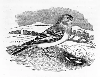 Tawny Bunting, ilustracja z „Historii ptaków brytyjskich” Thomasa Bewicka, opublikowana po raz pierwszy w 1797 r.