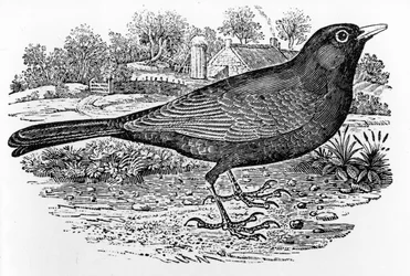 The Blackbird, ilustracja z „Historii ptaków brytyjskich” Thomasa Bewicka, opublikowana po raz pierwszy w 1797 r.