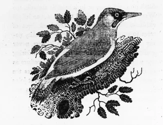 Dzięcioł zielony, ilustracja z „Historii ptaków brytyjskich” Thomasa Bewicka, opublikowana po raz pierwszy w 1797 r.