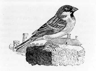 Wróbel domowy, ilustracja z „Historii ptaków brytyjskich” autorstwa Thomasa Bewicka, opublikowana po raz pierwszy w 1797 r.