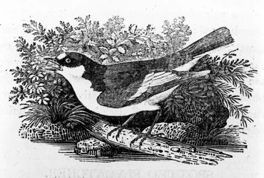 Muchołówka żałobna, ilustracja z „Historii ptaków brytyjskich” Thomasa Bewicka, opublikowana po raz pierwszy w 1797 r.