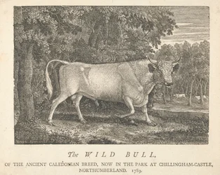 Dziki byk starożytnej rasy kaledońskiej, teraz w parku, w Chillingham-Castle, Northumberland.