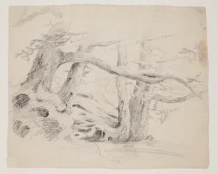 Dąb i Hemlock Trees (ołówek na papierze)