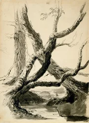 Szkic pni drzew, ok. 1825-40 (czarny tusz, długopis, płyn i ołówek na białym papierze)