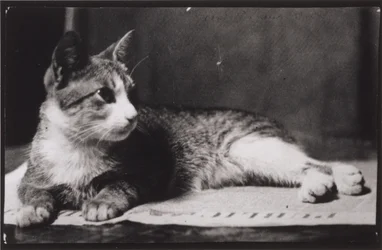 Kot pani Thomas Eakins