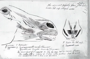 Anatomiczne studium głowy konia bez tytułu, 1878.