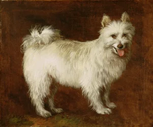 Pies szpic, ok. 1760-70 (olej na płótnie)