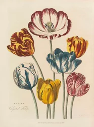 Zielnik uniwersalny, 1824.