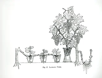 Warstwy winorośli, z „The Art and Craft of Garden Making” Thomasa Mawsona, opublikowane w 1900 r. (Grawerowanie) (zdjęcie czarno-białe)
