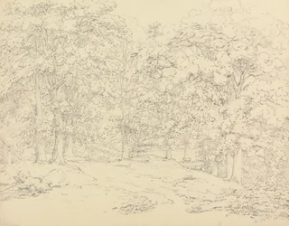 Drzewa w Ashtead Park, Surrey