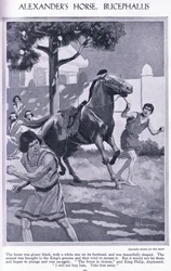 Koń Aleksandra, Bucephalus: koń był lśniąco czarny z białą gwiazdą na czole, ok. 1950 r. (litografia)
