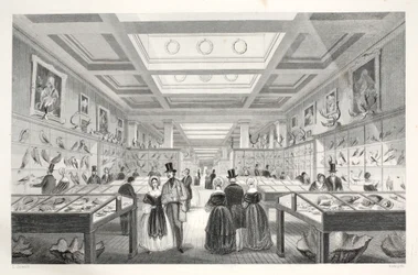 British Museum, Zoological Gallery, z pubu „London Interiors withich Costumes and Ceremonies”. Joseph Mead, Londyn, c.1843 (rycina stalowa)
