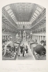 Hunterian Museum, Royal College of Surgeons, z pubu „London Interiors with their Costumes and Ceremonies”. Joseph Mead, Londyn, c.1843 (rycina stalowa)