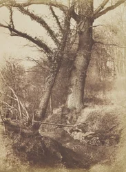 Drzewa, 1854-57.